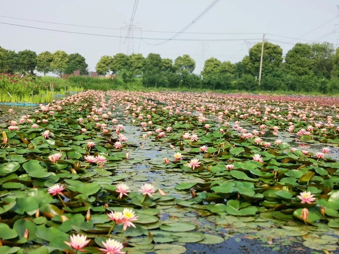 f6dd144ca53dea61b9aa31a230a980bc 重要的湿地植物(二)