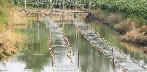 幼河路水环境建复势在必行