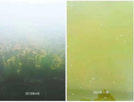 ；ぶ俸我越嵘-梁子湖“鱼草较量”启迪录